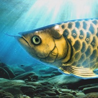 Arowana raising from fry  PC 용