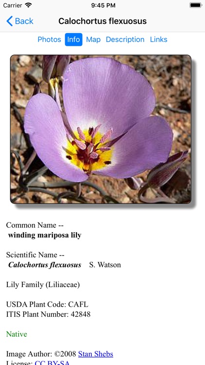 Nevada Wildflowers