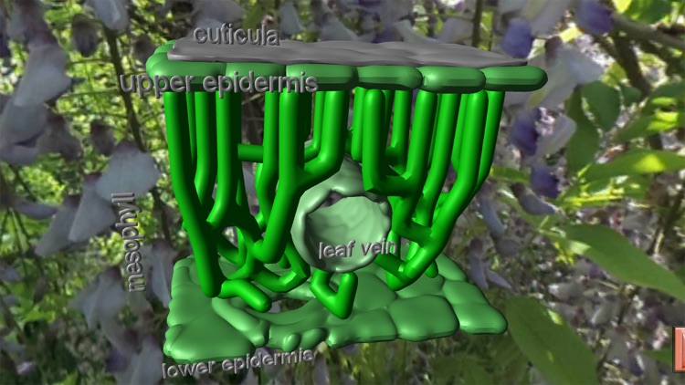 Photosynthesis in 3D screenshot-6