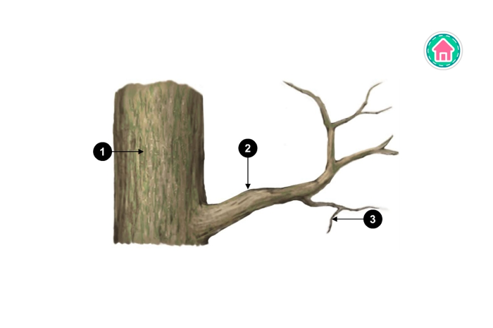 PicDic - Plants Eng-Chinese