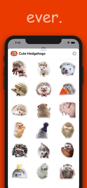 Cute Hedgehogs(圖3)-速報App