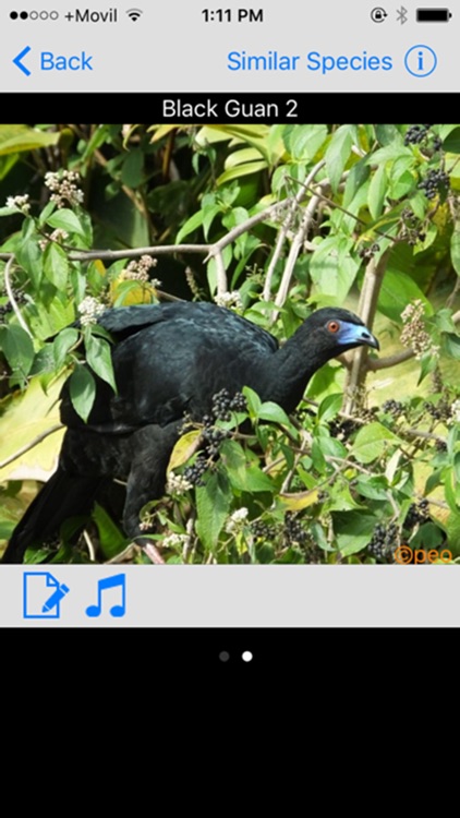 Costa Rica Birds Basic