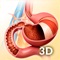 My stomach Anatomy app for studying human stomach Anatomy which allows you to rotate 360° , Zoom and move camera around a highly realistic 3D model