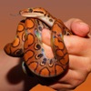 Snake Sounds Animal Sounds.!,