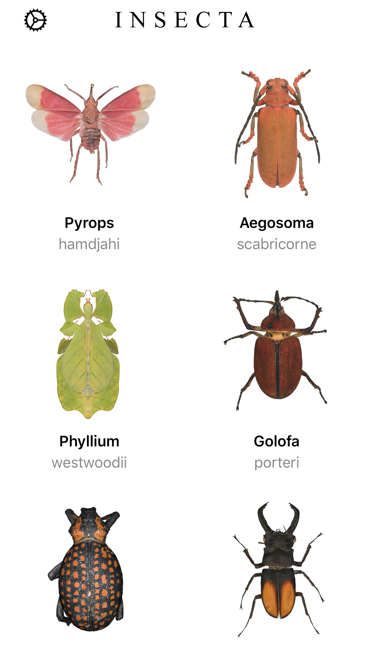 Screenshot do app Insecta: