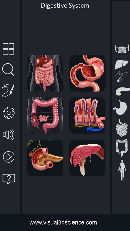 My Digestive System Anatomy