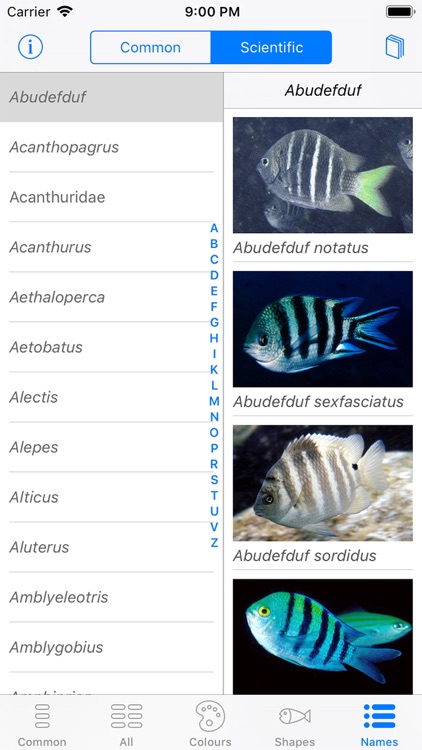 Oman Fish ID screenshot-8