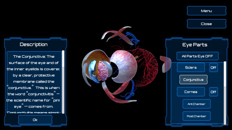 Anatomy Human Eye