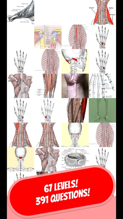 ANATOMY & SKELETON Quiz