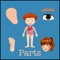 Body parts will help your child to learn the name of the main parts of the human body