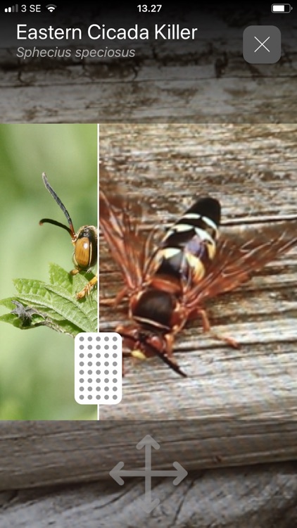 Will it Sting - Insect ID screenshot-3
