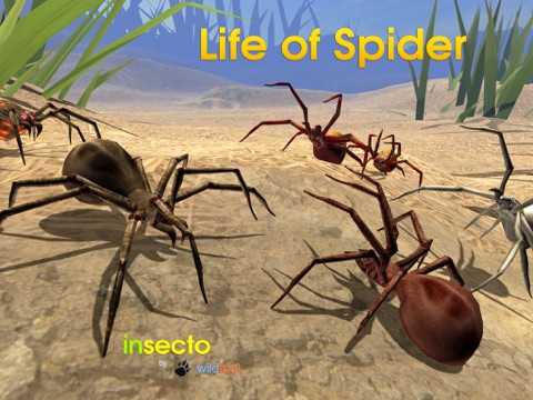 Life Of Spider - náhled