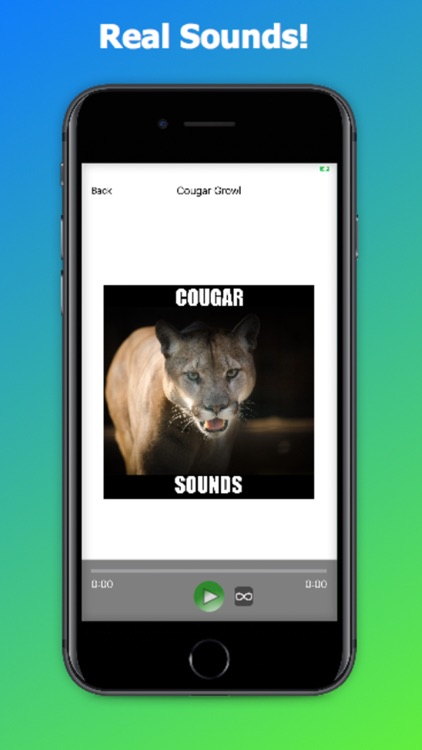 Real Cougar Sounds!