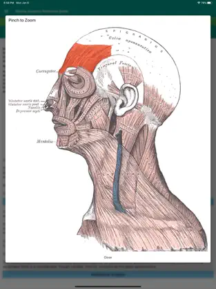 Captura de Pantalla 5 Muscle Anatomy Reference Guide iphone