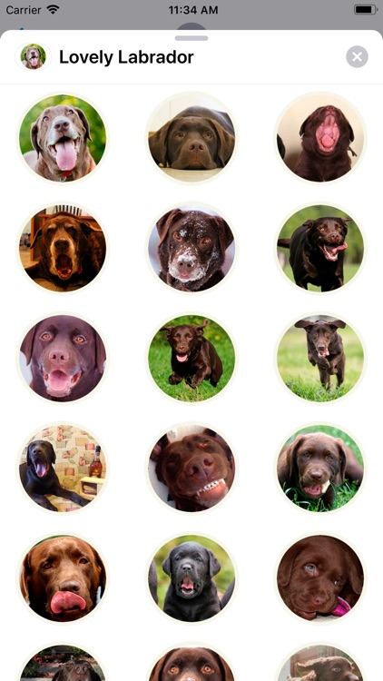 Lovely Labrador Sticker Pack