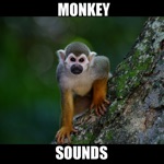 Monkey Sounds Animal Sounds.