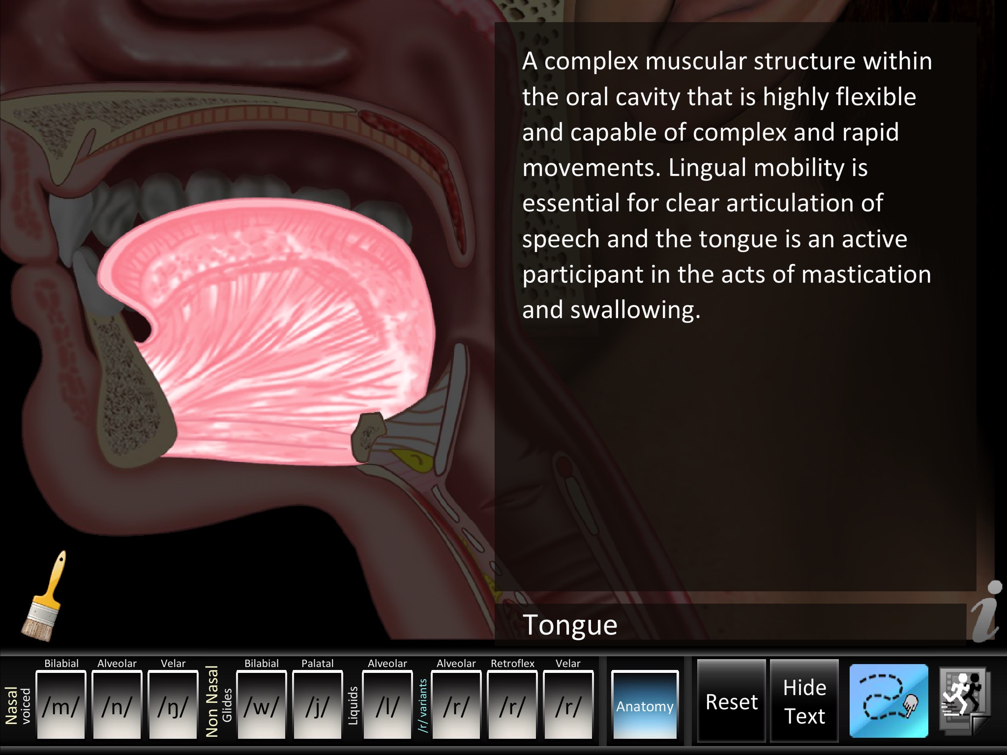 Semivowels screenshot 4