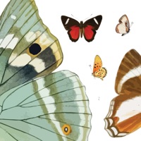 Butterflies Volume 1 pour PC
