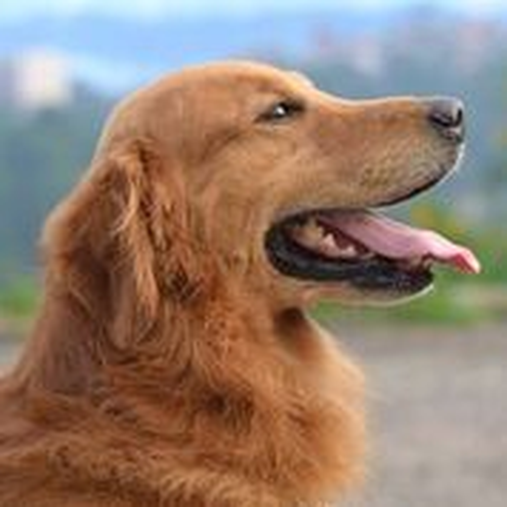 Get Golden Retriever Sounds for iOS, iPhone, iPad Aso Report