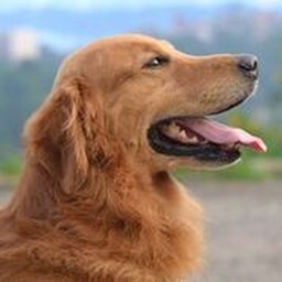 Golden Retriever Sounds