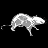 3D Rat Anatomy sur PC