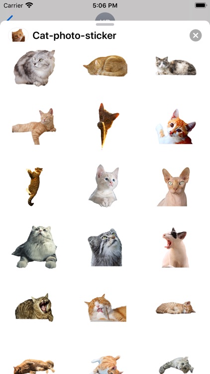 Cat photo sticker