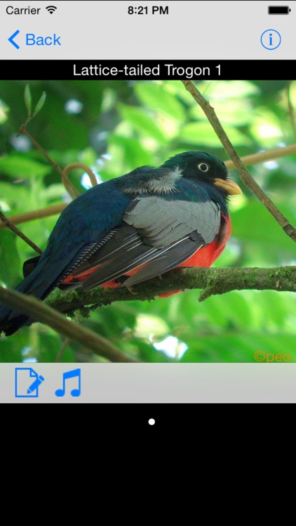Panama Birds Field Guide screenshot-1