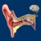 The Ear ID app helps students and patients learn and professionals teach ear anatomy
