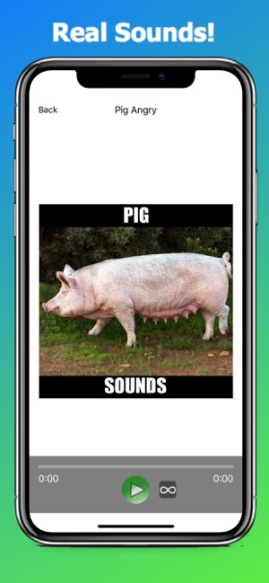 Pig Sounds and Effects(圖3)-速報App