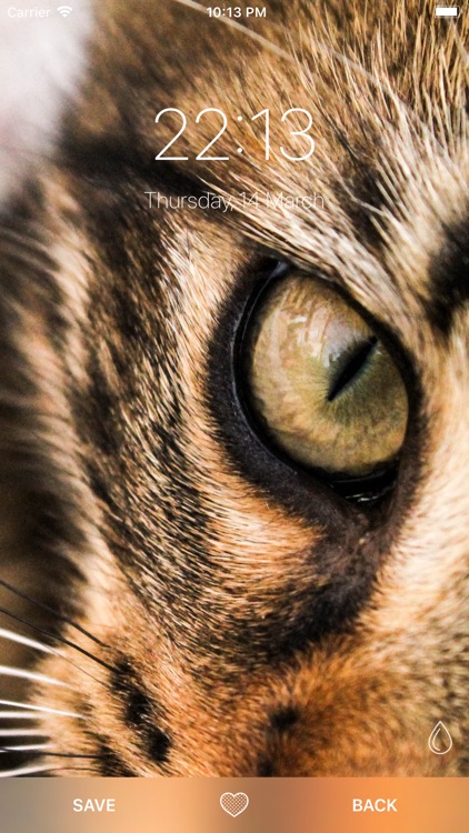 Cat Wallpapers ° screenshot-4