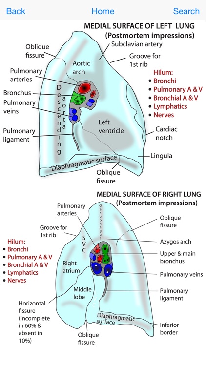 Instant Anatomy Flash Cards screenshot-3