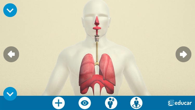 Mi Cuerpo Humano en 3D screenshot-4