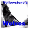 Yellowstone Wolves And Packs
