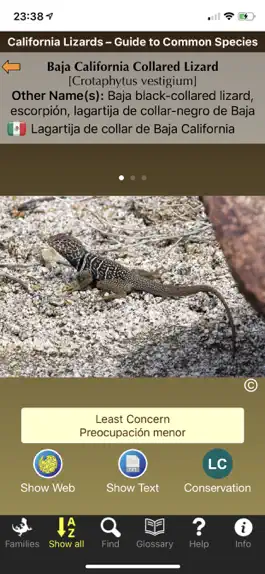 Game screenshot California Lizards apk