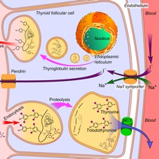 Activities of Endocrine System Medical Terms