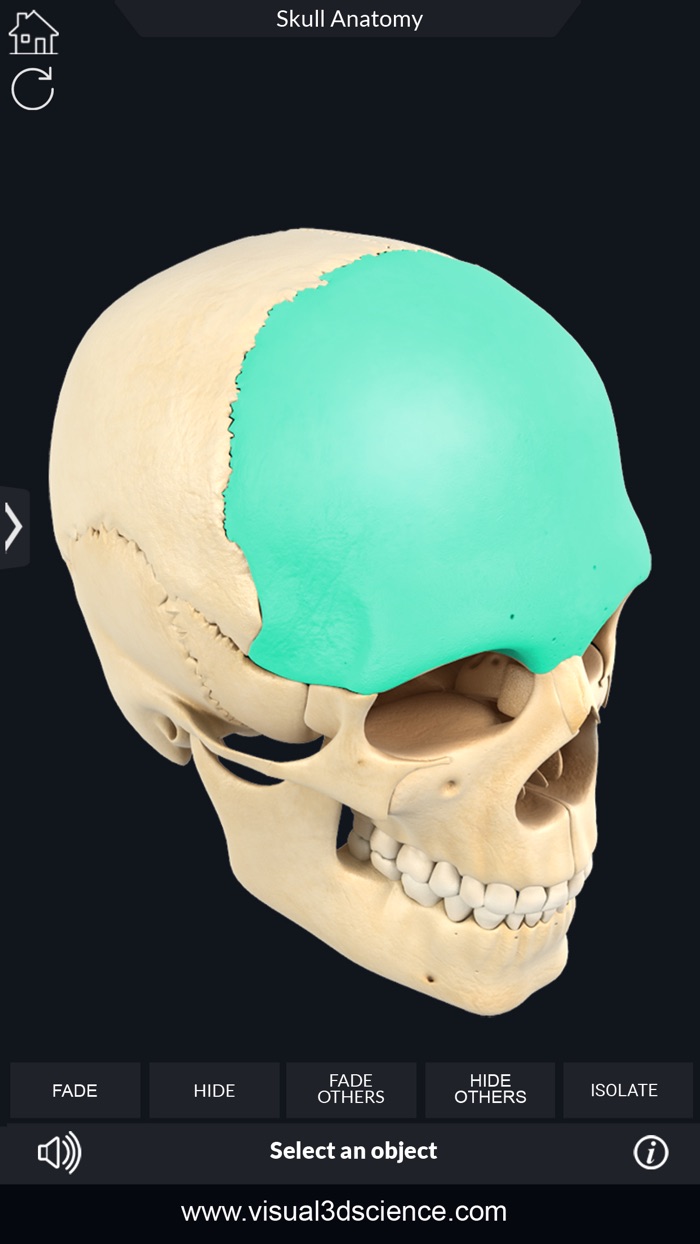 My Skull Anatomy