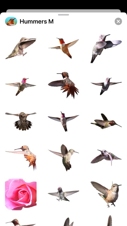 Hummingbirds - Medium (Retina) screenshot-4