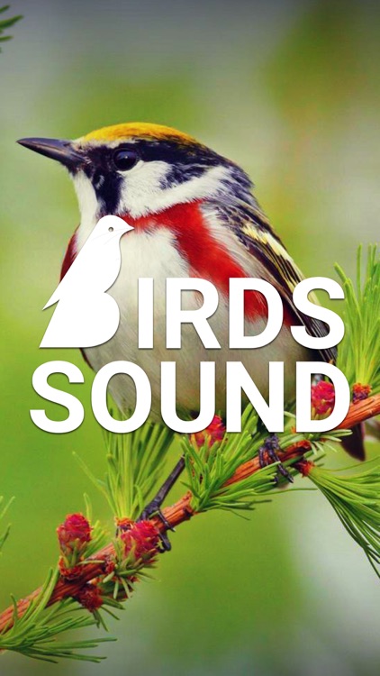 Bird Sounds of Nature 2020