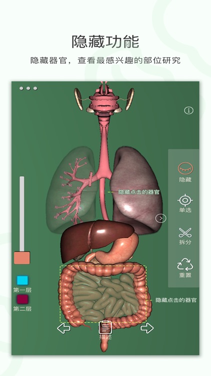 呼吸消化－3D