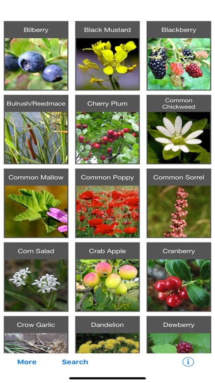 Forage - Wild Free Food