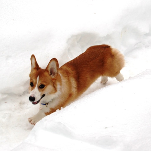 Corgi Sticker Pack