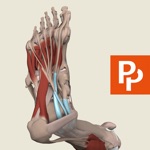 Leg, Ankle, Foot 3D Real-time