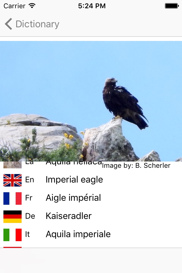 European Birds Names screenshot 4