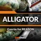 Alligators bite