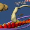 肌肉和分子马达在3D虚拟现实中