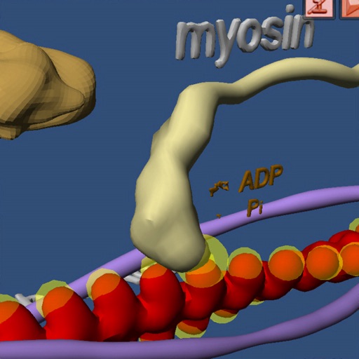 肌肉和分子马达在3D虚拟现实中 icon