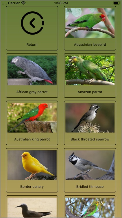 Birds Type List