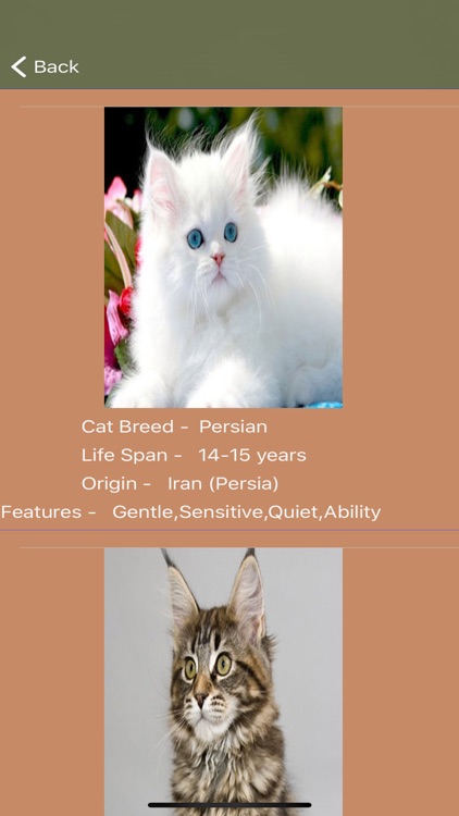 Cat Breeds - Identify your Cat screenshot-5