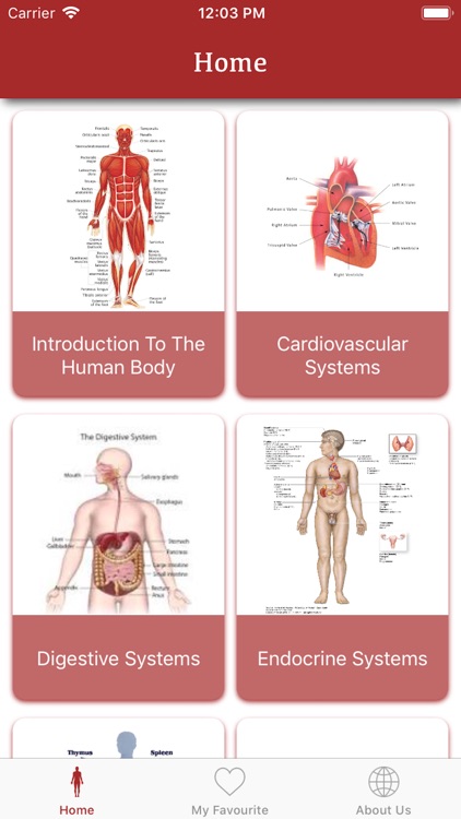 All Body System