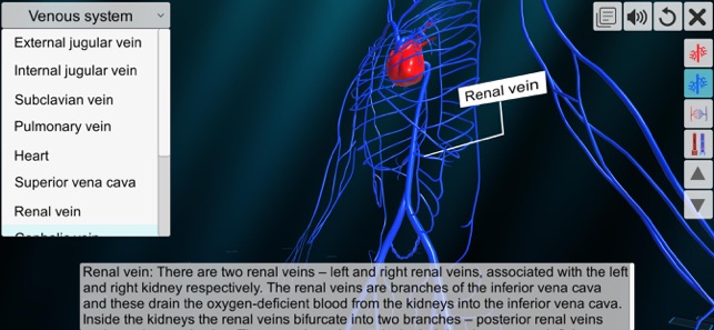 Vascular system(圖4)-速報App